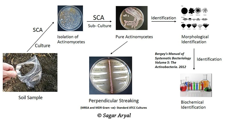 Procedure of Isolation of Actinomycetes