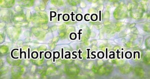 Protocol of chloroplast isolation
