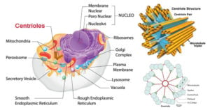 Centrioles- Structure and Functions