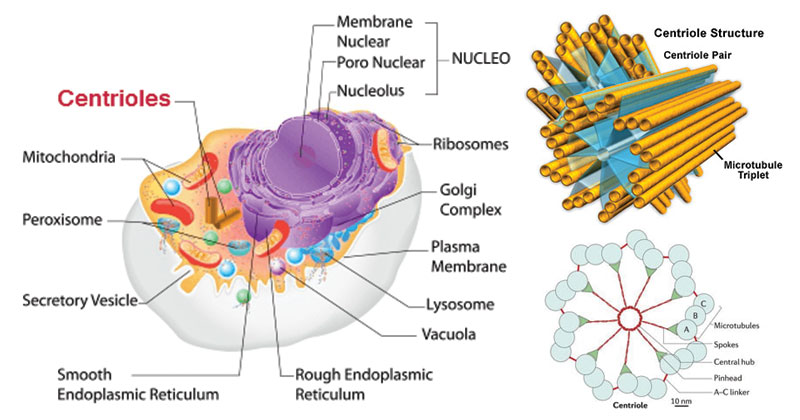 Centrioles In Animal Cell Diagram