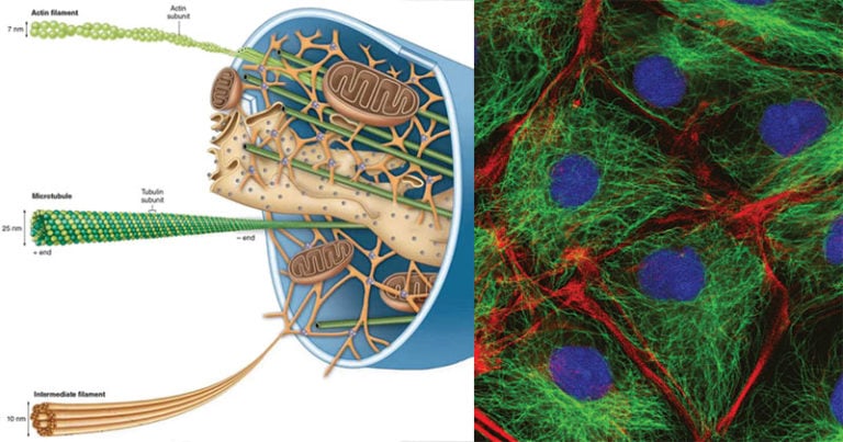 cytoskeleton-definition-structure-functions-and-diagram