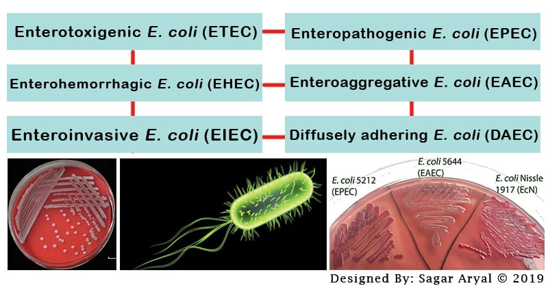 E. coli Pathotypes