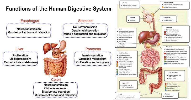 Functions Of The Human Digestive System