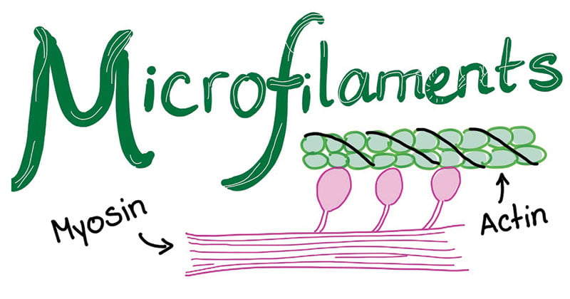 Microfilaments- Structure and Functions