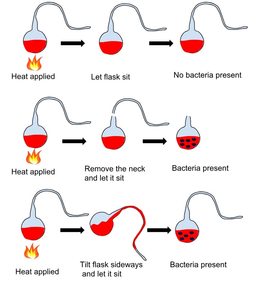 louis pasteur swan neck experiment explained