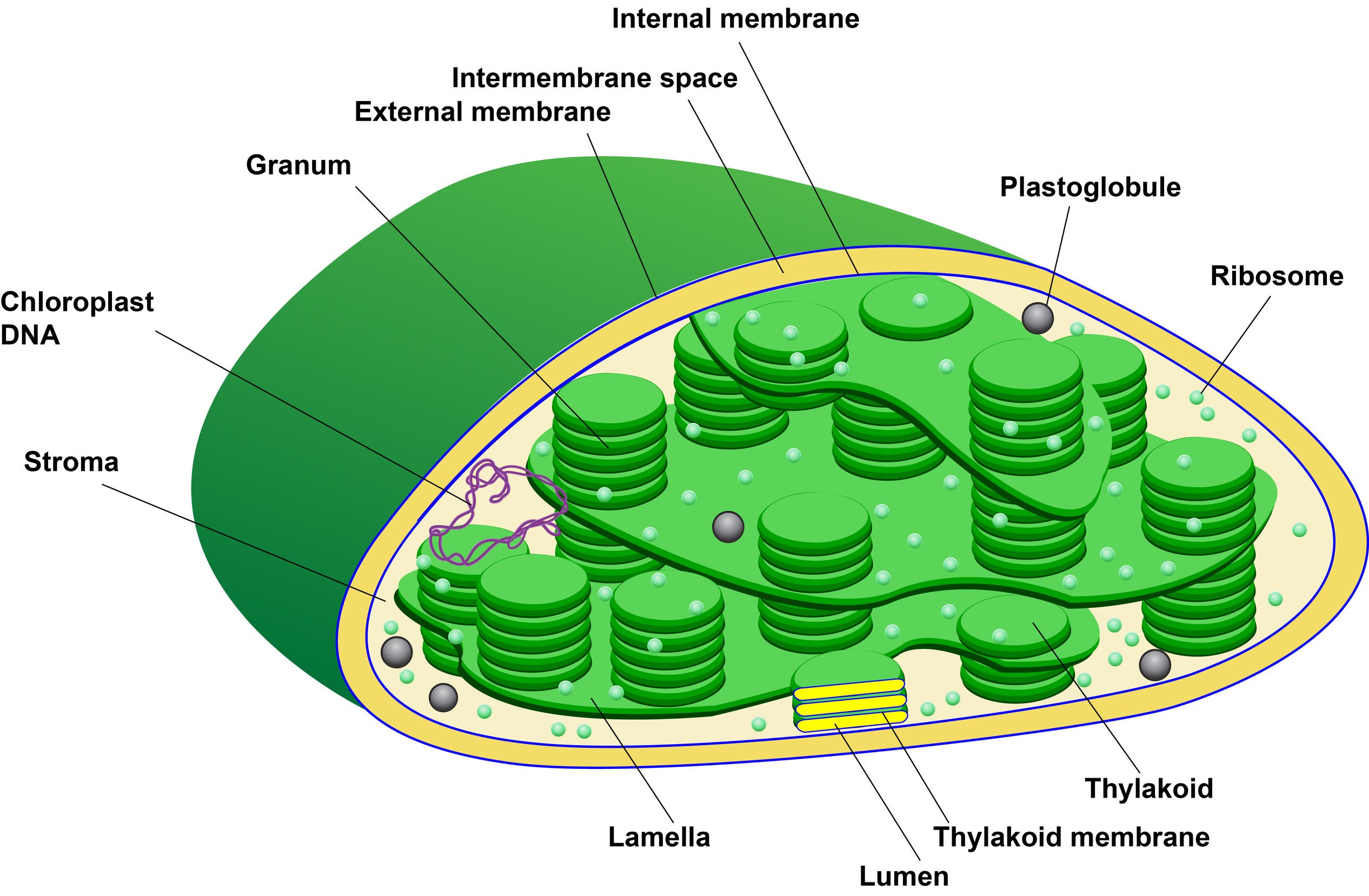 Plastids- Definition, Structure, Types, Functions and Diagram