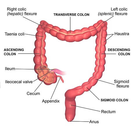 The Human Large Intestine