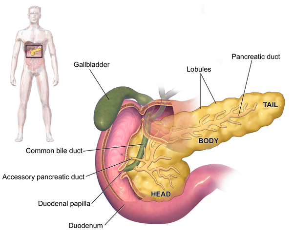 The Human Pancreas
