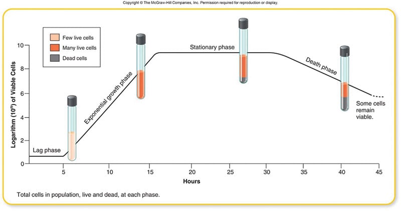 Phases of Bacterial Growth Curve