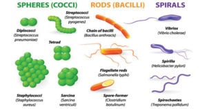 Classification of Bacteria on the Basis of Shape