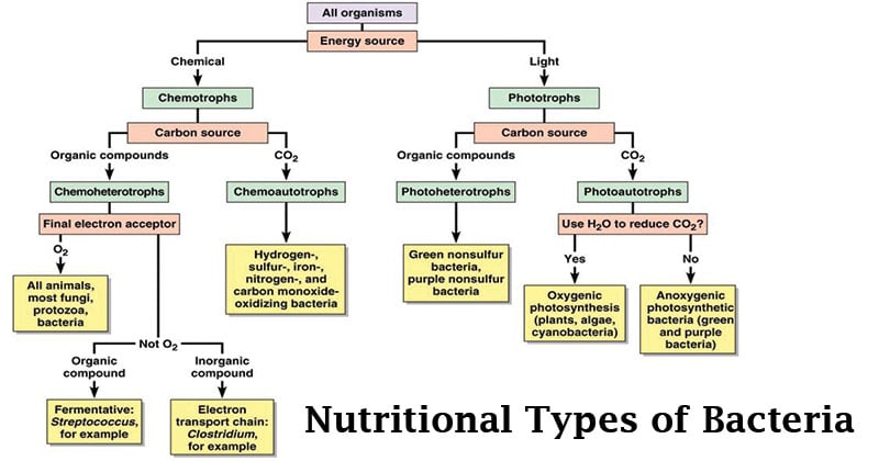 Classification of Bacteria on the basis of Nutrition