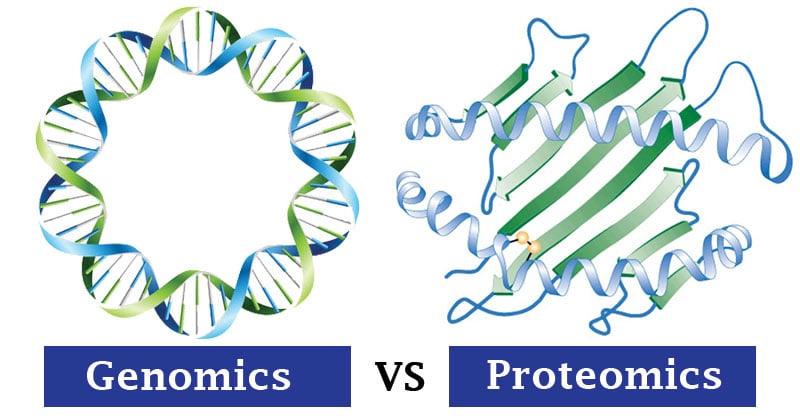 Difference Between Genomics and Proteomics
