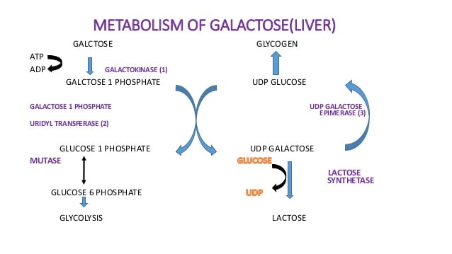 Galactose Metabolism Pathway