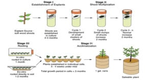 Stages of Micropropagation