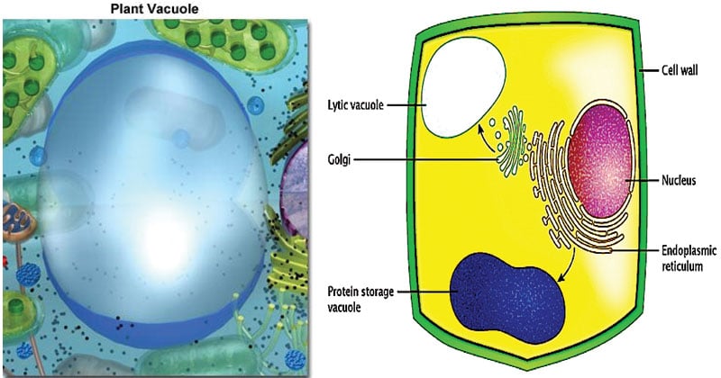 Vacuoles- Definition, Structure, Types, Functions and Diagram