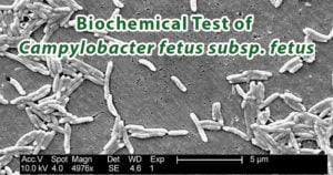 Biochemical Test of Campylobacter fetus subsp. fetus