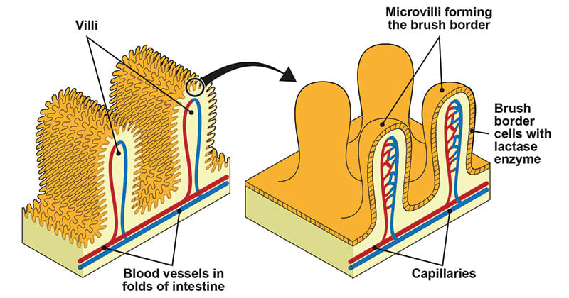 Microvilli- Structure and Functions