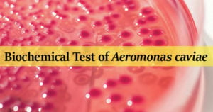 Biochemical Test of Aeromonas caviae