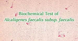 Biochemical Test of Alcaligenes faecalis subsp. faecalis