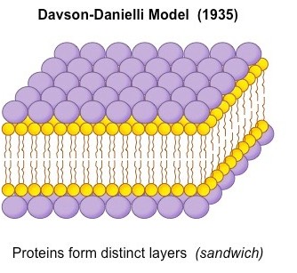 Sandwich Davson Danielli Model Of Cell Membrane Cell Biology Microbe Notes