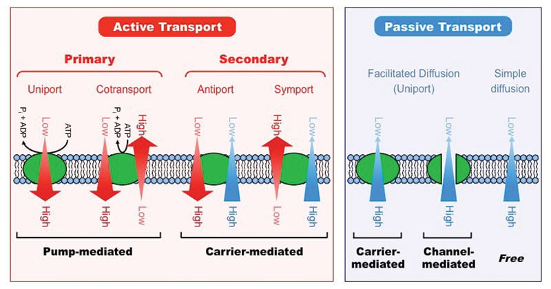 18 Differences Between Active Transport And Passive Transport