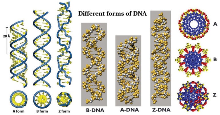 Different forms of DNA A form B form Z form