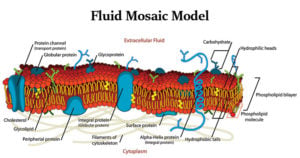 Fluid mosaic model of a cell membrane