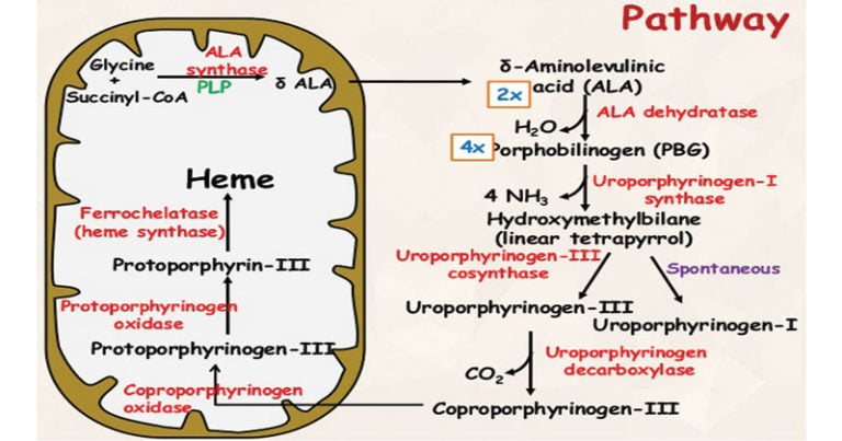 nutrient that is critical for hemoglobin synthesis