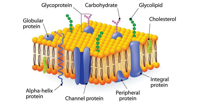 cell membrane peripheral proteins