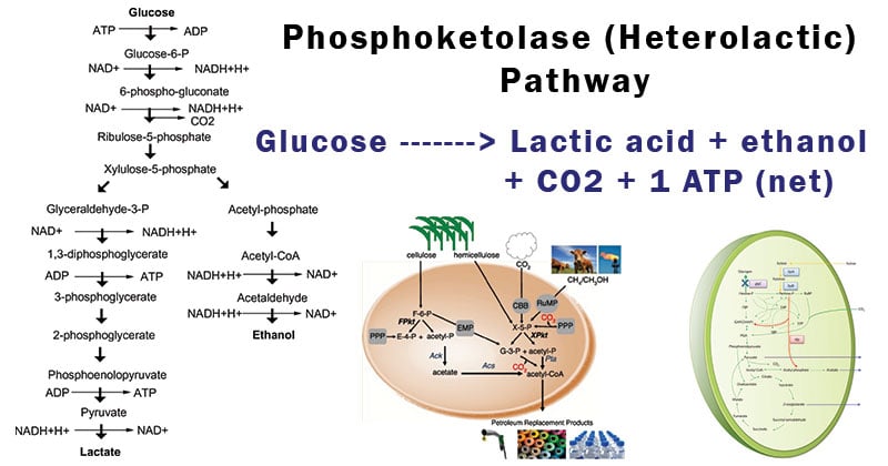 Phosphoketolase (Heterolactic) Pathway