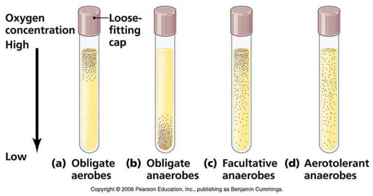 what-does-the-appeearnce-of-a-blue-or-pink-color-in-thioglycolate-tube