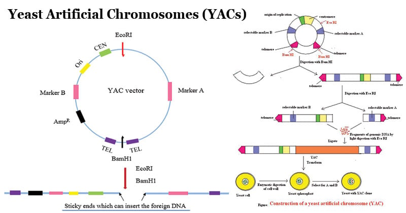 Yeast Artificial Chromosomes (YACs)
