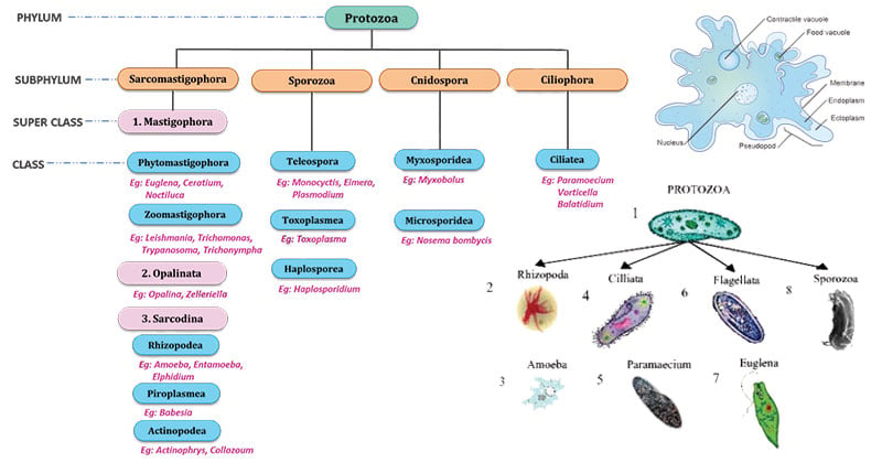 protozoa-definition-characteristics-classification-examples