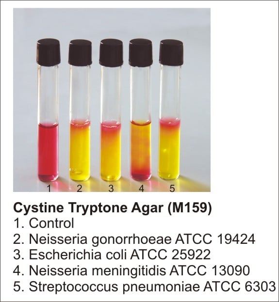 Cystine Tryptic Agar