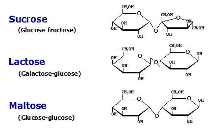 Disaccharides examples