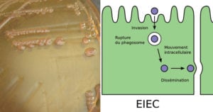 Enteroinvasive E. coli (EIEC)