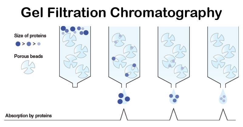 Gel Filtration Chromatography- Definition, Principle, Types, Parts, Steps,  Uses