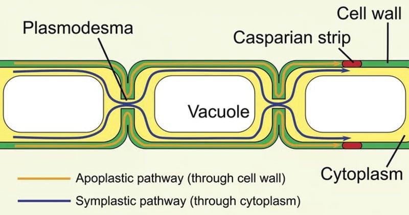 Plasmodesmata- Structure and Functions