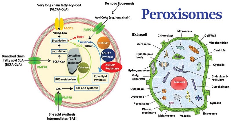 Structure of Peroxisomes