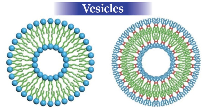 Vesicles- Structure, Types, and Functions