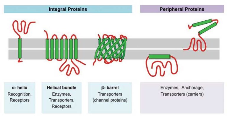 multipass transmembrane protein
