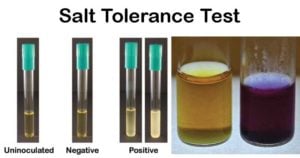 Salt Tolerance Test