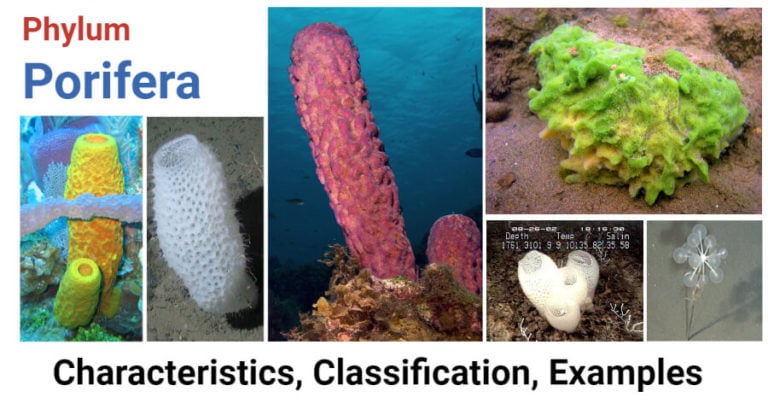 Phylum Porifera- Characteristics, classification, examples