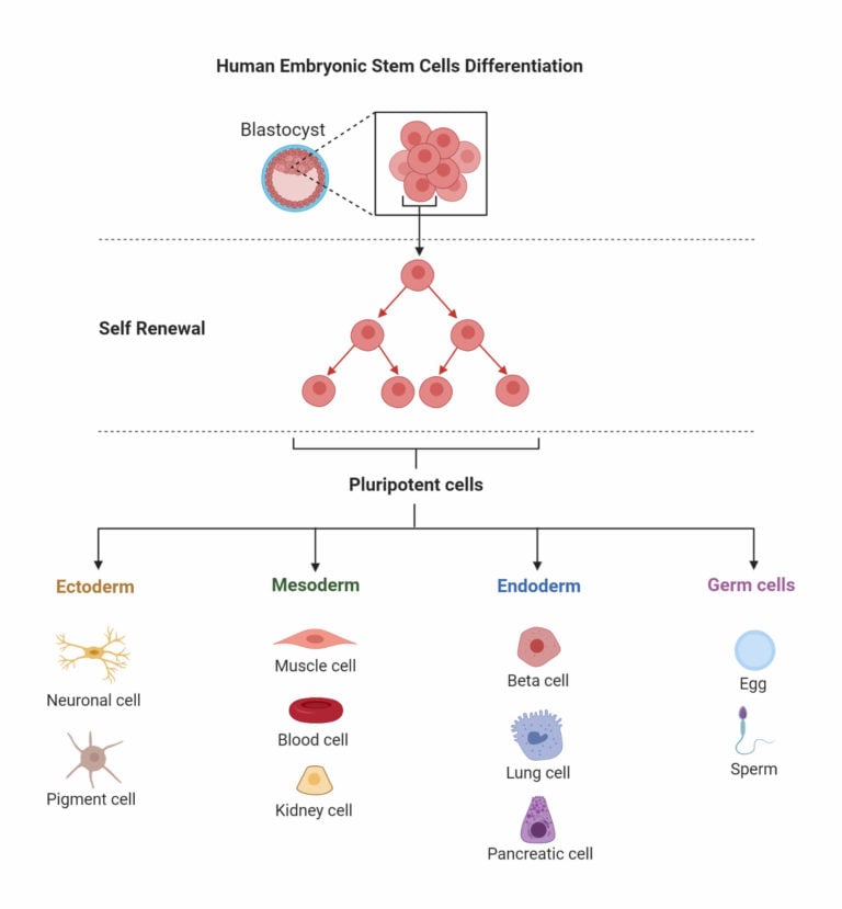 Stages Of Stem Cell Differentiation 5715