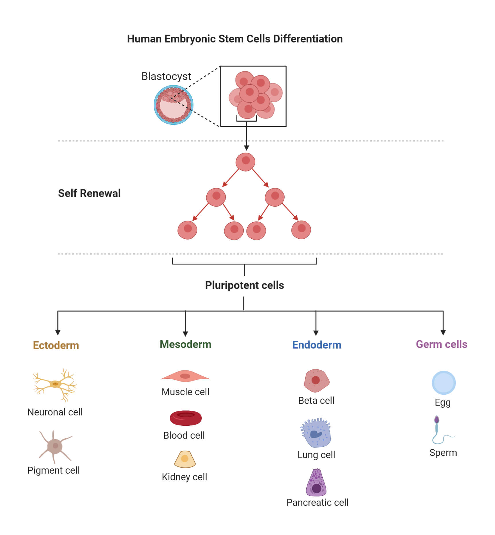 Human Embryonic Stem Cells Differentiation