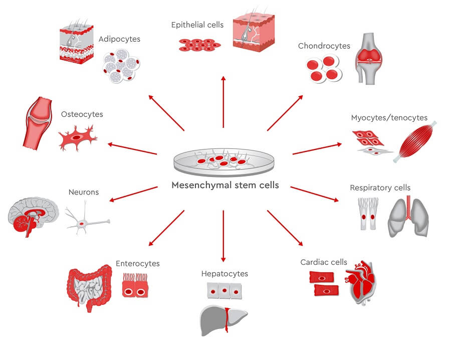 embryonic stem cells diagram