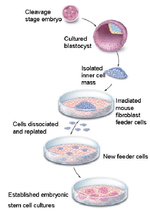 Stem Cells- Definition, Properties, Types, Uses, Challenges