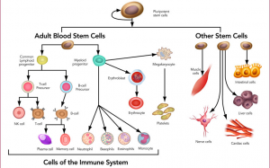 Stem Cells- Sources, Characteristics, Types, Uses