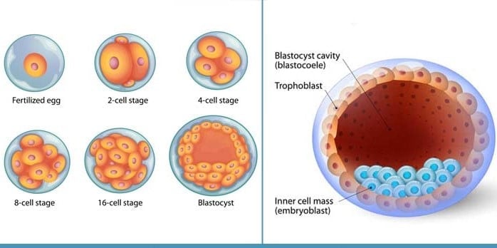 Blastocyst- Stages and Significance