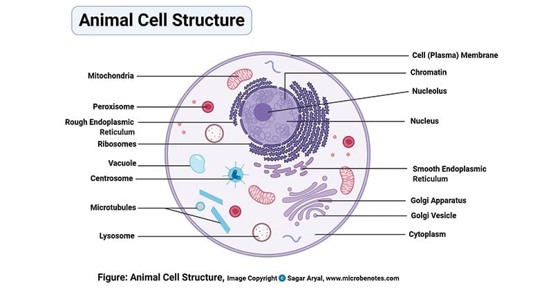 Animal Cell- Definition, Structure, Parts, Functions, Labeled Diagram